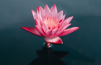 Study buddhism calming down